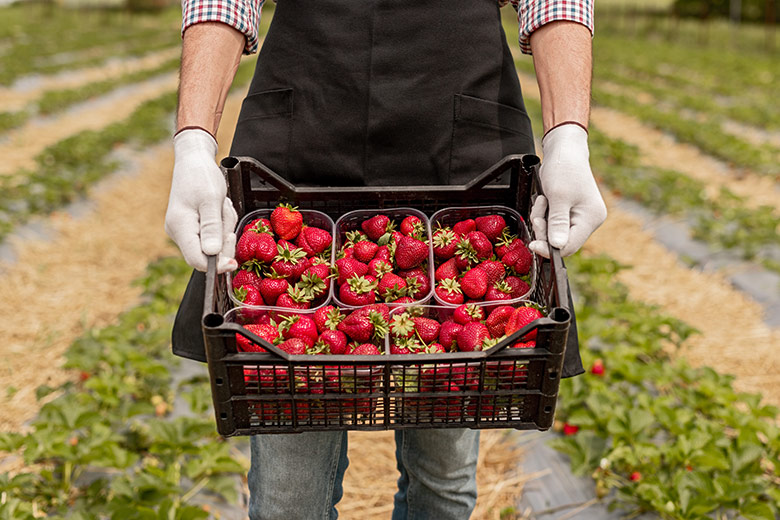fresas recién cosechadas – Gracia Texeira