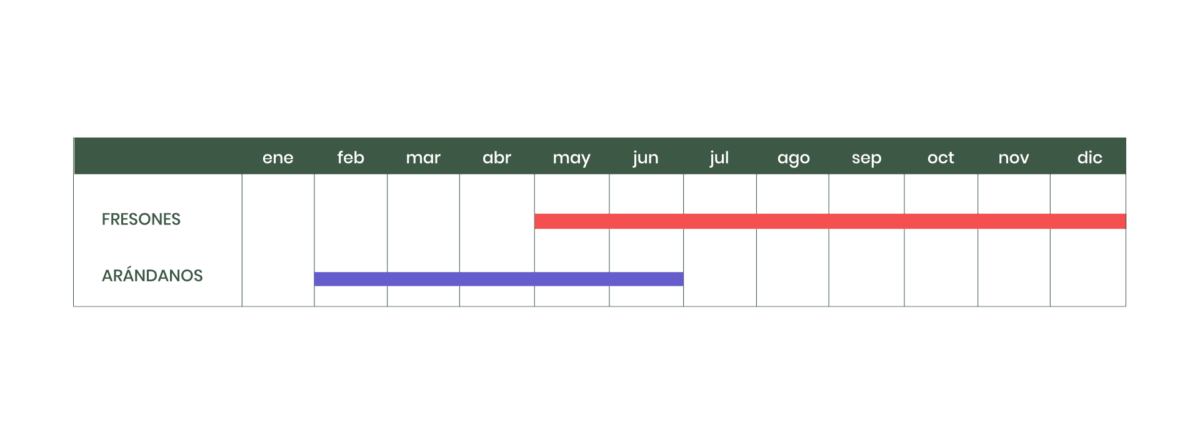 calendario de producción - Gracia Texeira