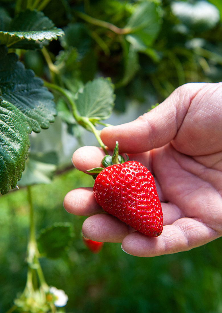 fresas en la planta – Gracia Texeira