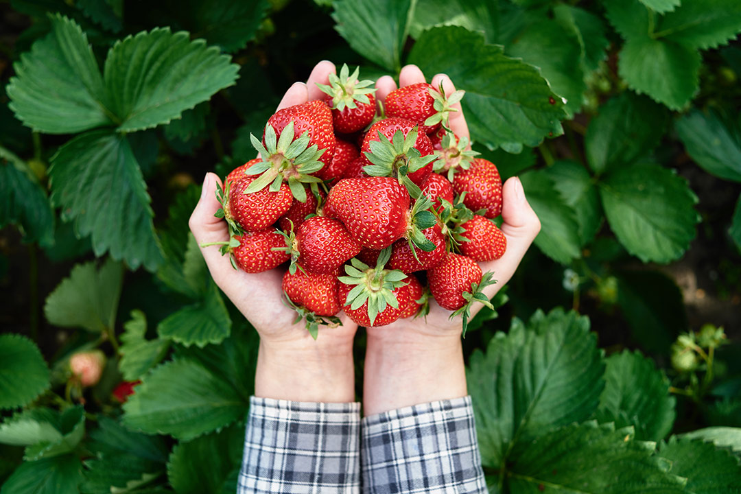fresas de Huelva – Gracia Texeira